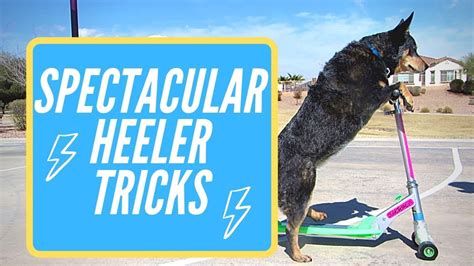 Cool Blue Heeler Tricks