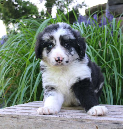 Cool Border Collie Cross Pups