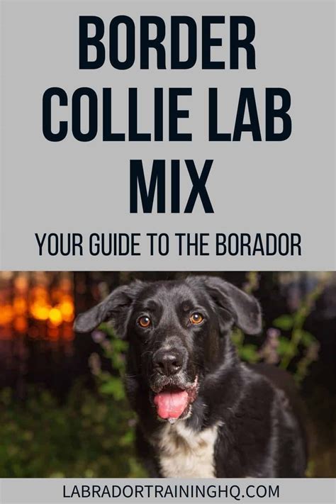 Cool Border Collie Lab Mix Training