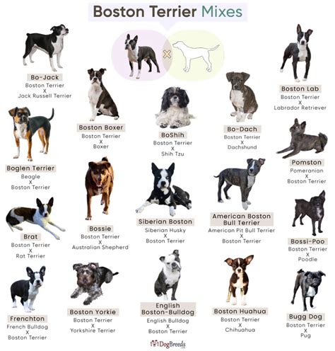 Cool Boston Terrier Mixes