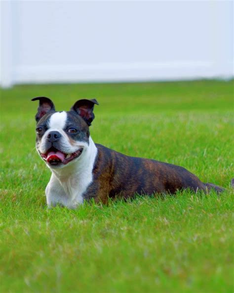 Cool Brindle Color