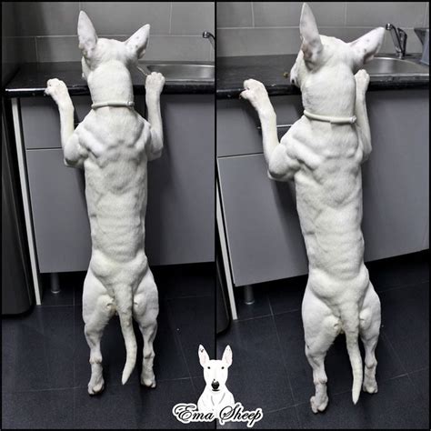 Cool Bull Terrier Muscle