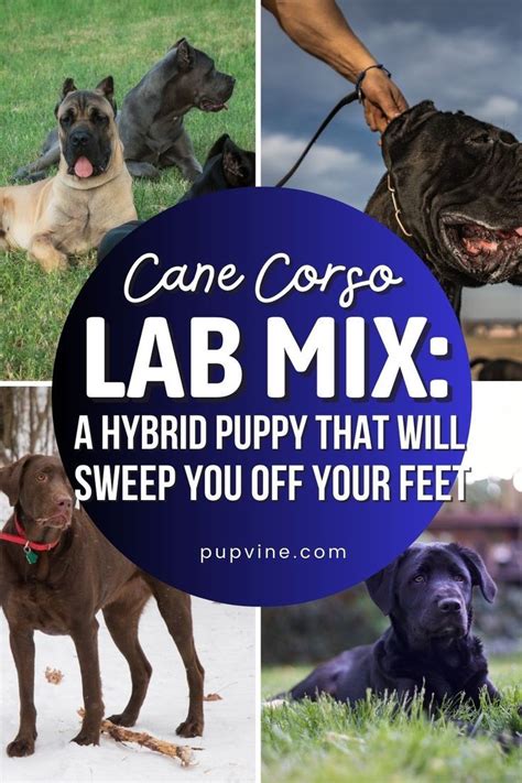 Cool Cane Corso Hybrid