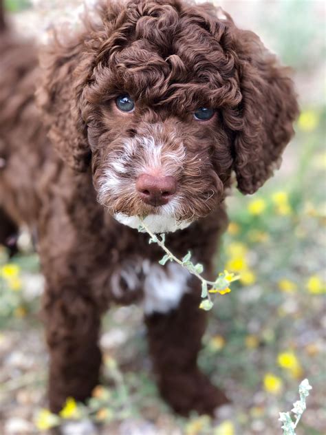 Cool Chocolate And White Labradoodle
