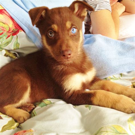 Cool Chocolate Lab Husky Mix