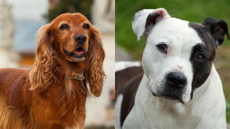 Cool Cocker Spaniel Mix With Pitbull