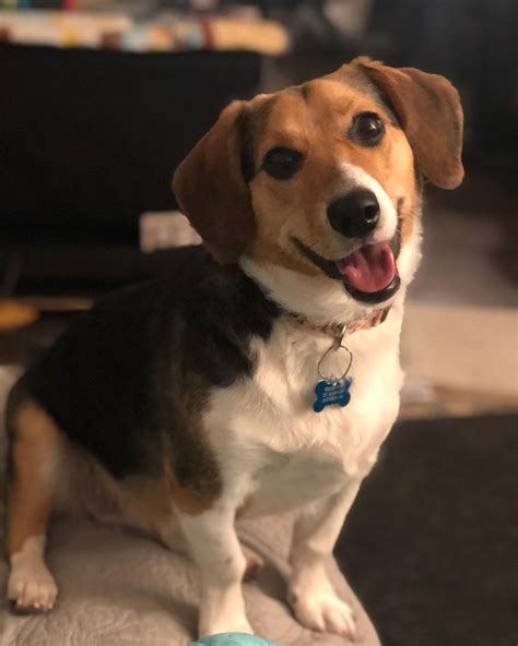 Cool Corgi Beagle Pups