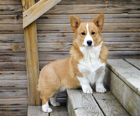 Cool Corgi Full Grown