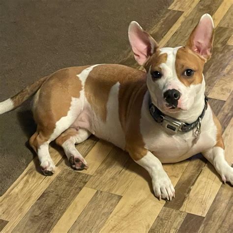 Cool Corgi Pitbull Mix