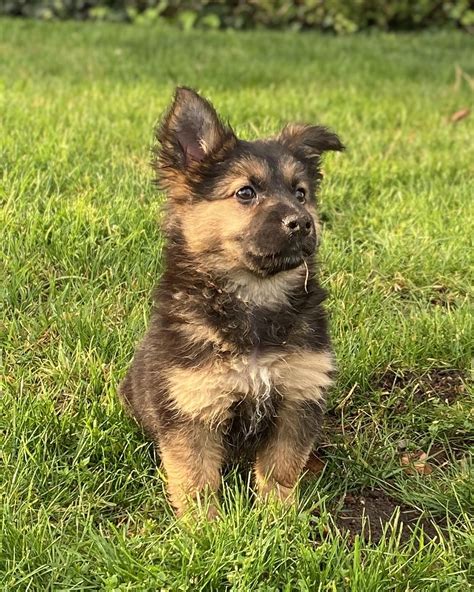 Cool Corman Shepherd For Sale