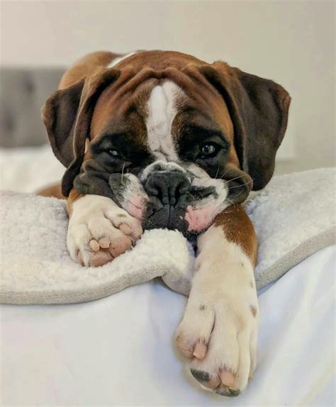 Cool Cute Boxer Dogs