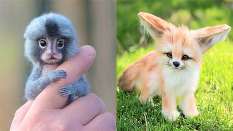 Cool Cutest Exotic Animals