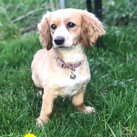 Cool Dachshund Cocker Spaniel Mix