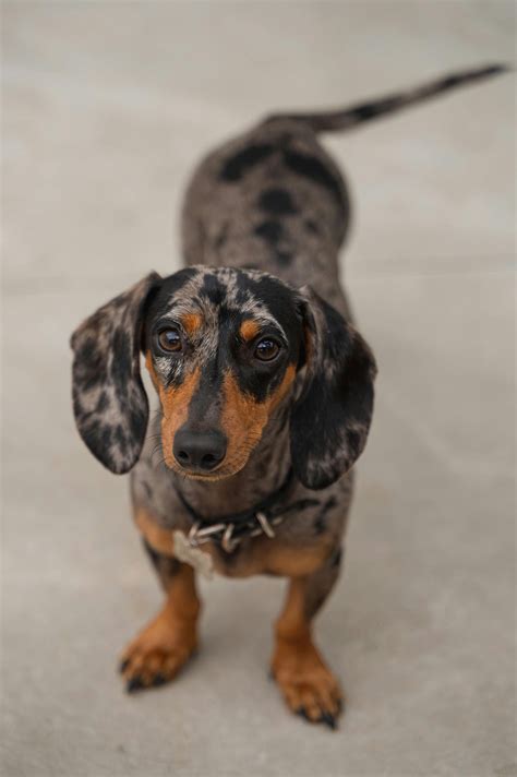 Cool Dachshund Grey
