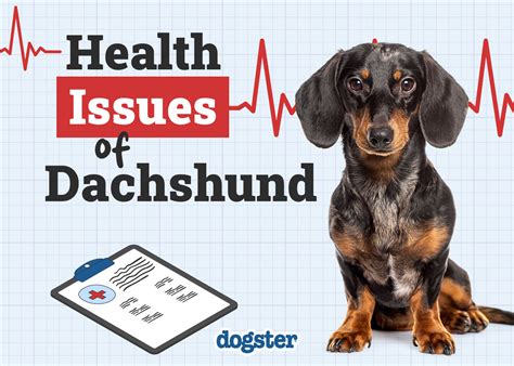 Cool Dachshund Problems Health