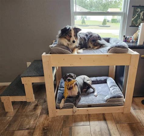 Cool Dog Bunk Beds