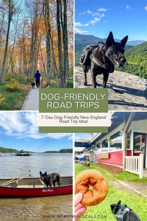 Cool Dog Friendly Road Trips