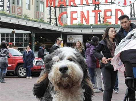 Cool Dog Friendly Seattle Weekend
