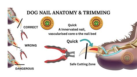 Cool Dog Nail Is Bleeding