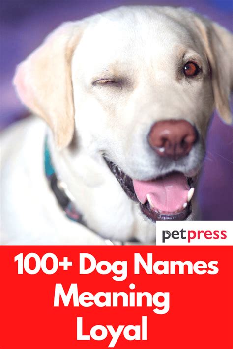 Cool Dog Names Meaning Loyal