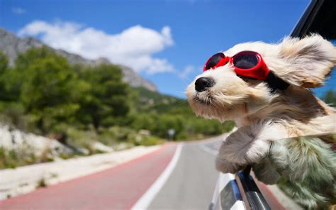 Cool Dog Photos
