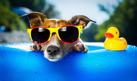 Cool Dog Pictures