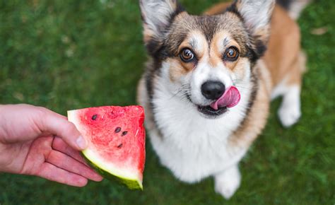 Cool Dogs Eating Watermelon
