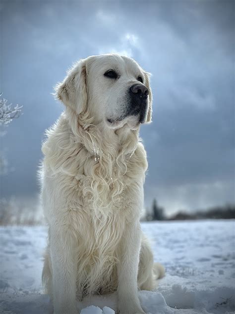 Cool England Golden Retriever