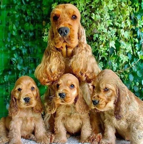 Cool English Cocker Spaniel Adoption