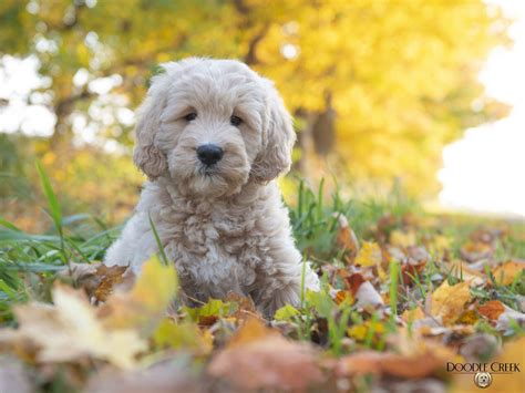 Cool English Goldendoodle