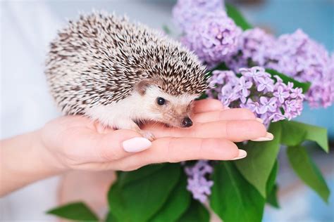 Cool Exotics Pets