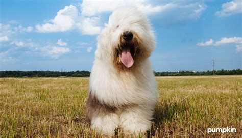 Cool Fluffiest Dog In The World
