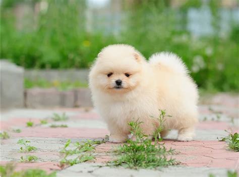 Cool Fluffy Dogs Breeds