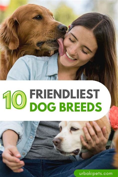 Cool Friendliest Dog Breeds