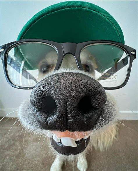 Cool Funny Pics Dogs