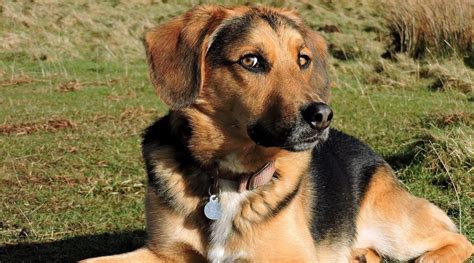 Cool German Shepherd Beagle Mix