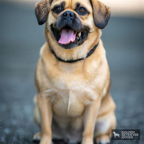 Cool Golden Retriever Pug Mix
