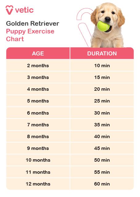 Cool Golden Retriever Puppy Exercise Limits