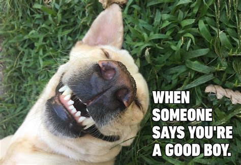 Cool Good Dog Meme