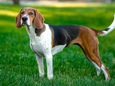 Cool Harrier Dog