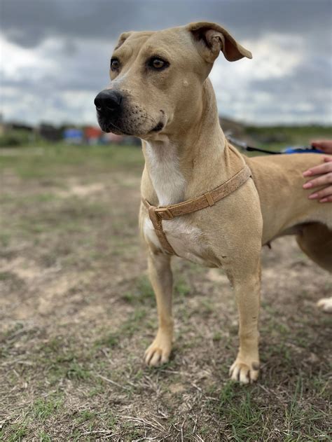 Cool Lab Pitbull Mix