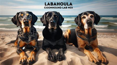 Cool Labahoula