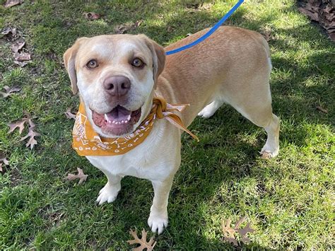 Cool Labrador Cross