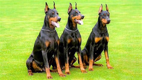Cool Large Protective Dog Breeds