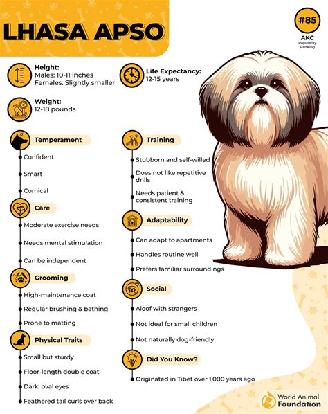 Cool Lhasa Apso Temperament