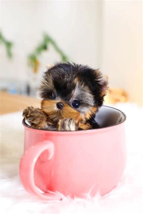 Cool Micro Teacup Yorkie