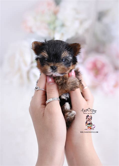 Cool Micro Teacup Yorkie Price