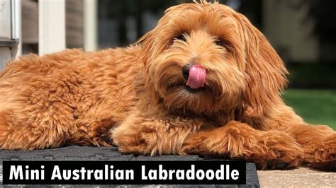 Cool Min Labradoodle