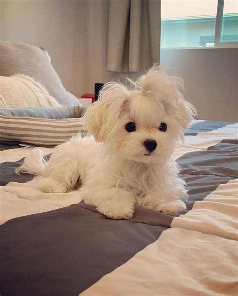 Cool Mini Maltese