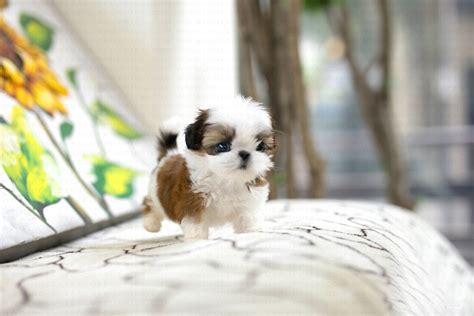 Cool Mini Shih Tzu For Sale